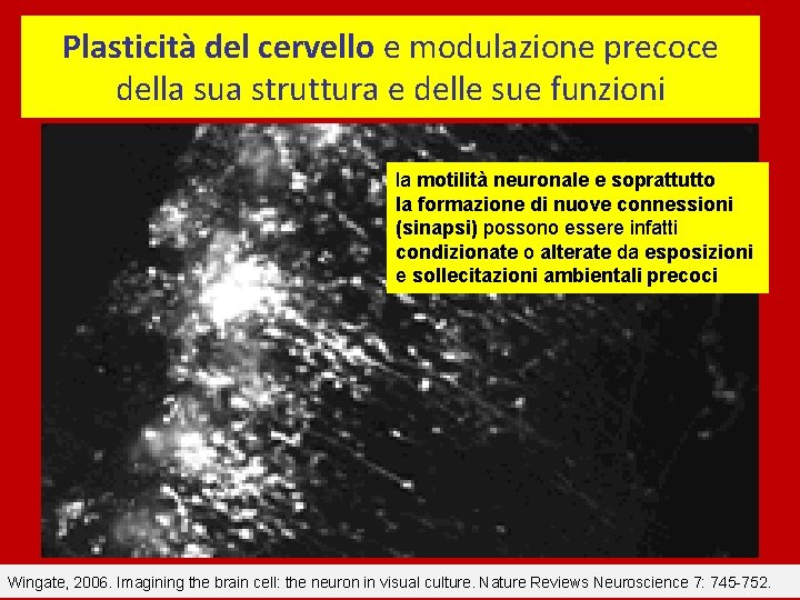 Plasticità del cervello e modulazione precoce della sua struttura e delle sue funzioni la