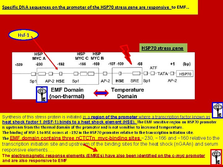 Specific DNA sequences on the promoter of the HSP 70 stress gene are responsive