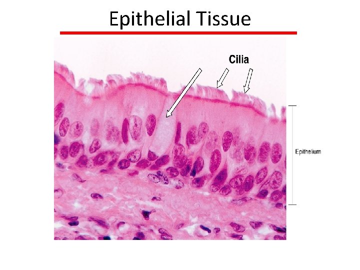 Epithelial Tissue 