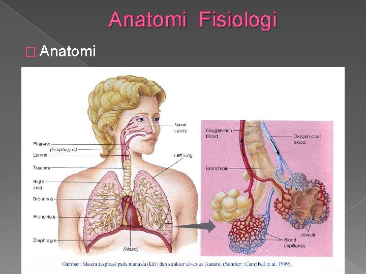 Anatomi Fisiologi � Anatomi 