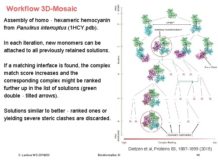 Workflow 3 D-Mosaic Assembly of homo‐hexameric hemocyanin from Panulirus interruptus (1 HCY. pdb). In