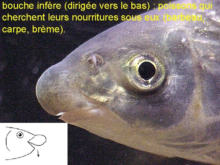 bouche infère (dirigée vers le bas) : poissons qui cherchent leurs nourritures sous eux