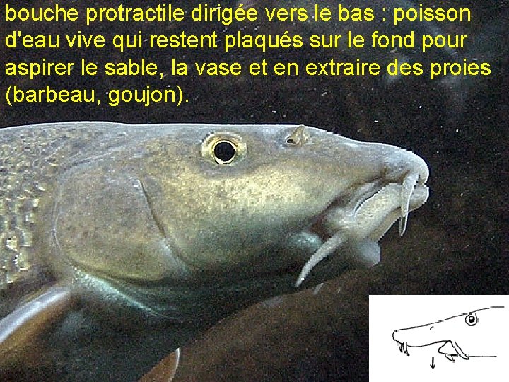 bouche protractile dirigée vers le bas : poisson d'eau vive qui restent plaqués sur