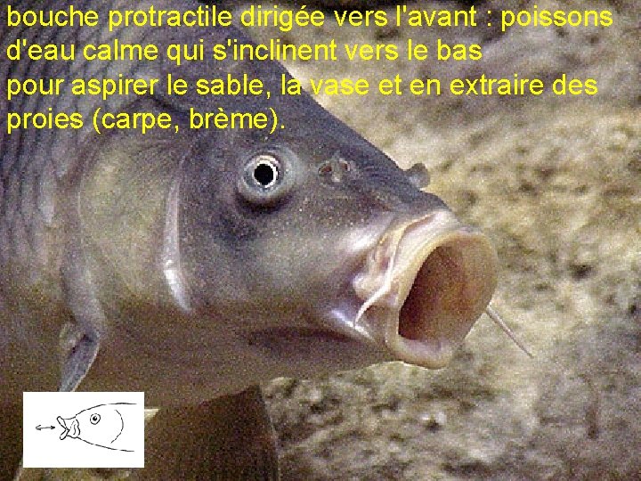 bouche protractile dirigée vers l'avant : poissons d'eau calme qui s'inclinent vers le bas