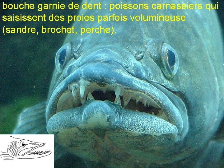 bouche garnie de dent : poissons carnassiers qui saisissent des proies parfois volumineuse (sandre,