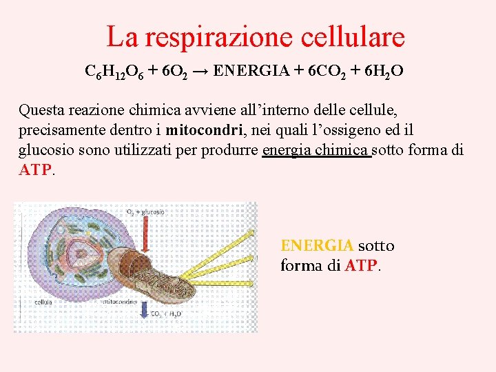 La respirazione cellulare C 6 H 12 O 6 + 6 O 2 →