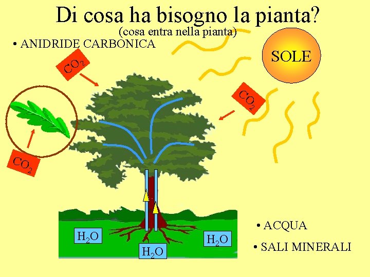 Di cosa ha bisogno la pianta? (cosa entra nella pianta) • ANIDRIDE CARBONICA SOLE