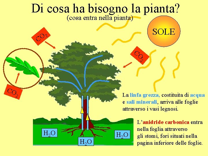 Di cosa ha bisogno la pianta? (cosa entra nella pianta) SOLE O 2 C