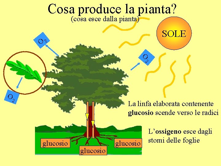 Cosa produce la pianta? (cosa esce dalla pianta) SOLE O 2 O 2 La