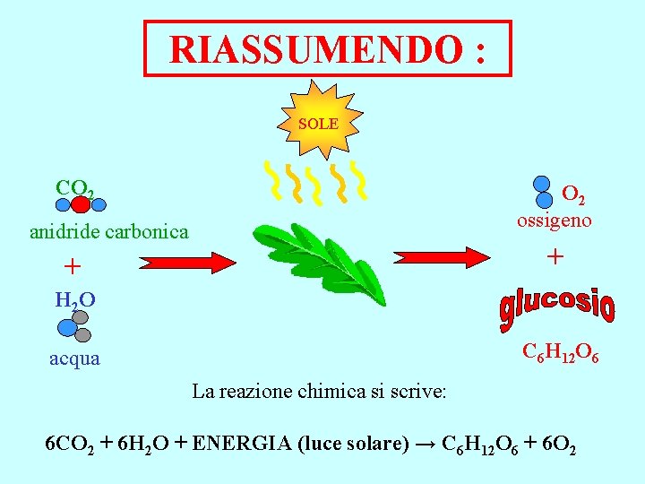 RIASSUMENDO : SOLE CO 2 ossigeno anidride carbonica + + H 2 O C