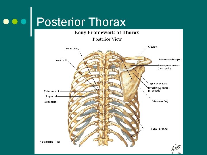 Posterior Thorax 