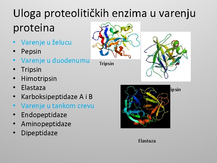 Uloga proteolitičkih enzima u varenju proteina • • • Varenje u želucu Pepsin Varenje