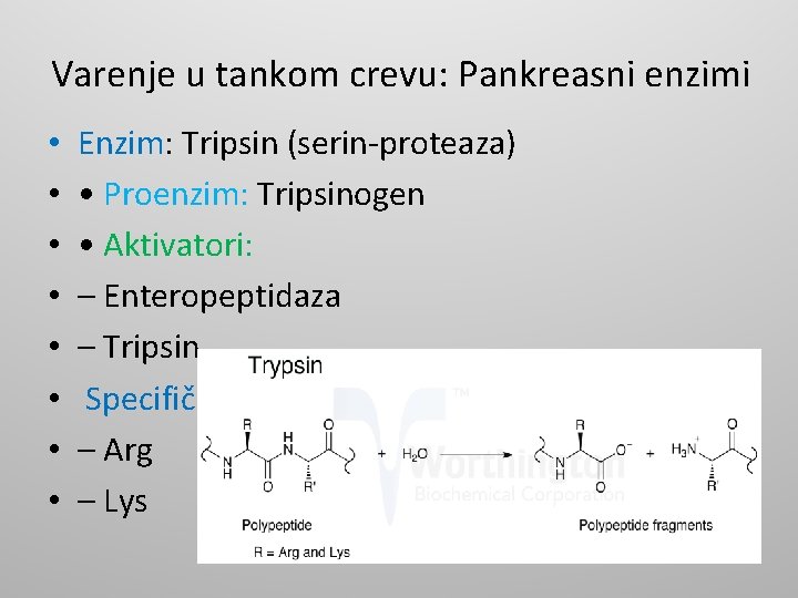 Varenje u tankom crevu: Pankreasni enzimi • • Enzim: Tripsin (serin-proteaza) • Proenzim: Tripsinogen