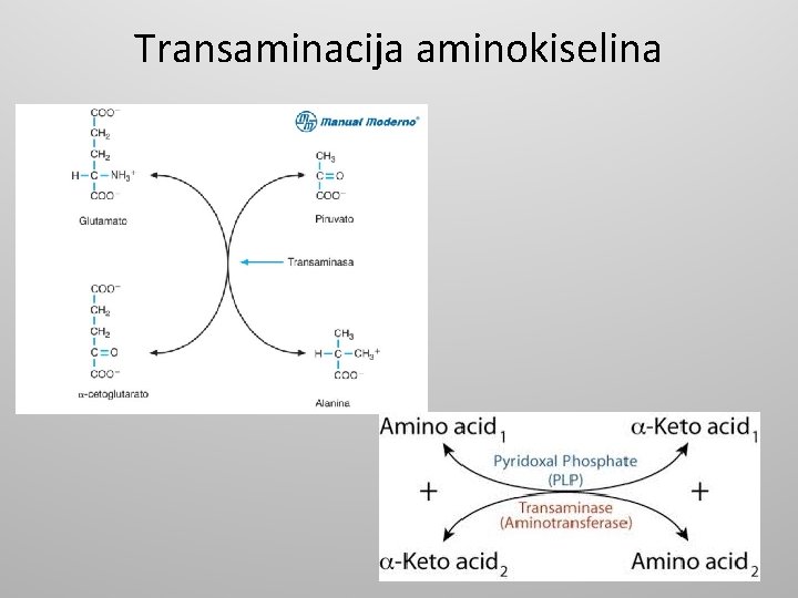 Transaminacija aminokiselina 