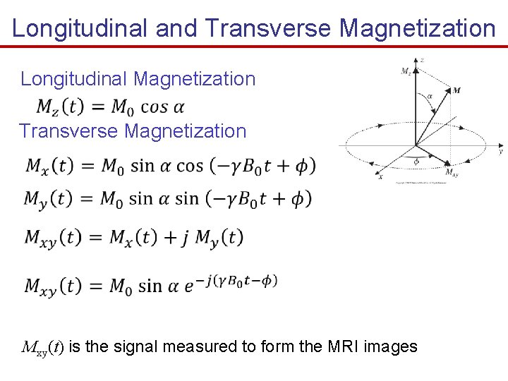 Longitudinal and Transverse Magnetization Longitudinal Magnetization Transverse Magnetization Mxy(t) is the signal measured to