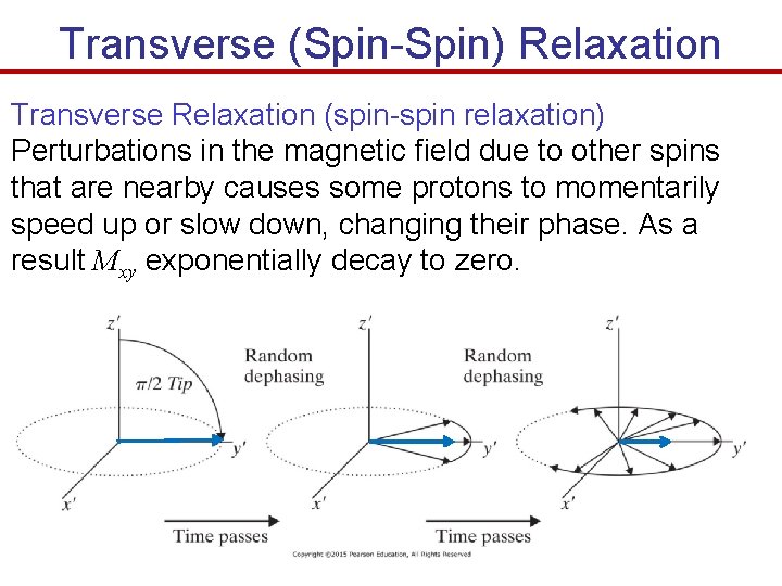 Transverse (Spin-Spin) Relaxation Transverse Relaxation (spin-spin relaxation) Perturbations in the magnetic field due to