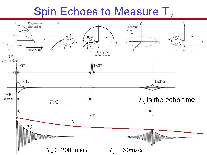 Spin Echoes to Measure T 2 TE is the echo time T 2 TR