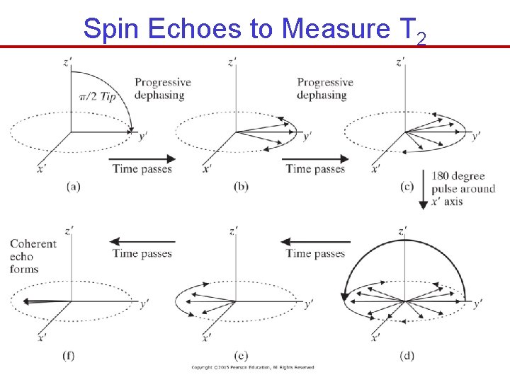 Spin Echoes to Measure T 2 