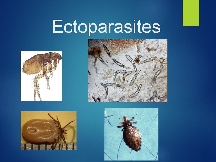 Ectoparasites 
