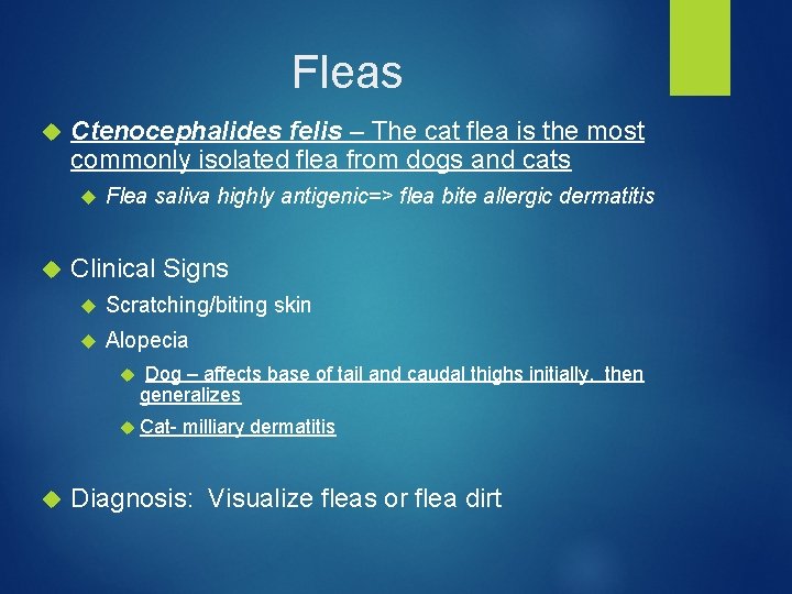 Fleas Ctenocephalides felis – The cat flea is the most commonly isolated flea from