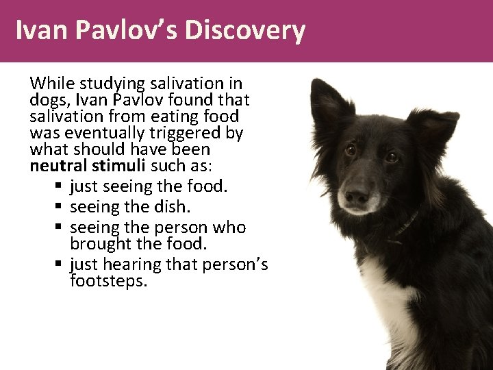 Ivan Pavlov’s Discovery While studying salivation in dogs, Ivan Pavlov found that salivation from