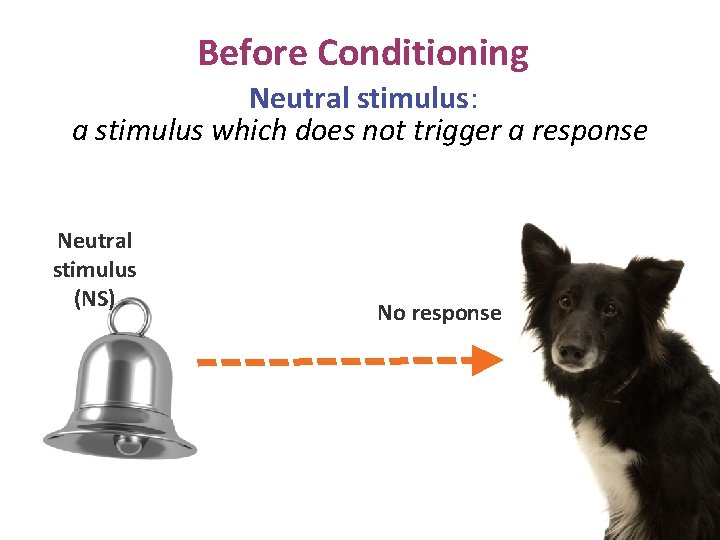 Before Conditioning Neutral stimulus: a stimulus which does not trigger a response Neutral stimulus Before Conditioning Neutral stimulus: a stimulus which does not trigger a response Neutral stimulus