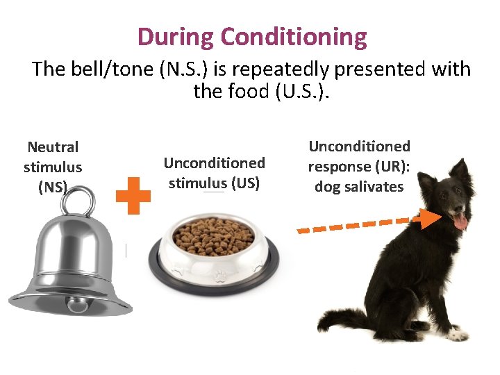 During Conditioning The bell/tone (N. S. ) is repeatedly presented with the food (U.