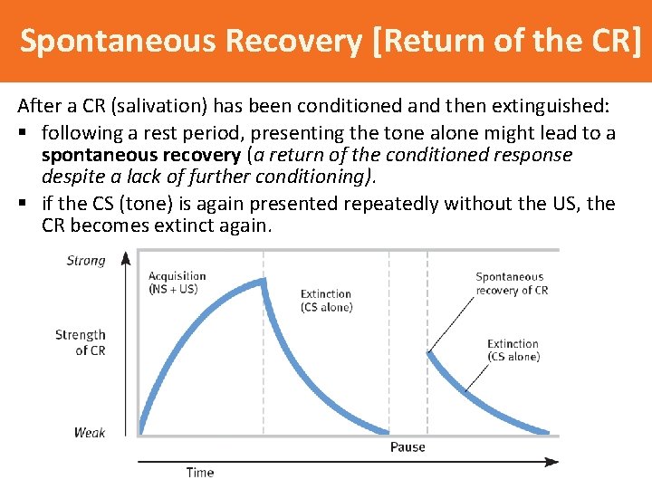 Spontaneous Recovery [Return of the CR] After a CR (salivation) has been conditioned and