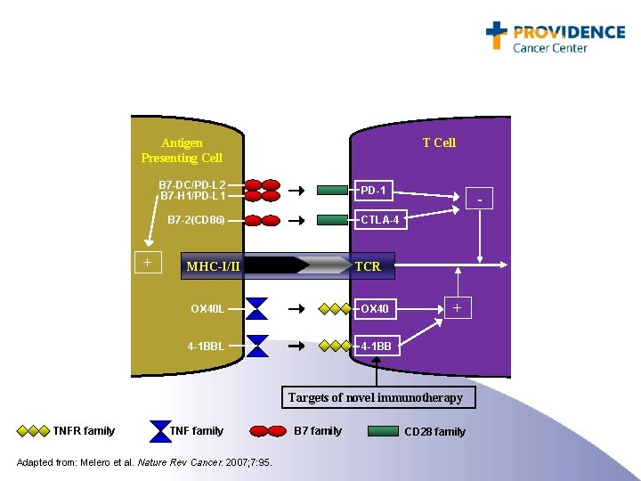 Antigen Presenting Cell T Cell B 7 -DC/PD-L 2 B 7 -H 1/PD-L 1