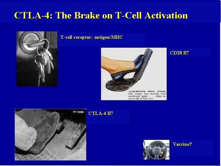 CTLA-4: The Brake on T-Cell Activation T-cell receptor: antigen/MHC CD 28 B 7 IL