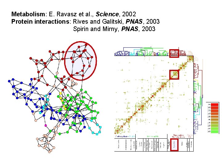 Metabolism: E. Ravasz et al. , Science, 2002 Protein interactions: Rives and Galitski, PNAS,