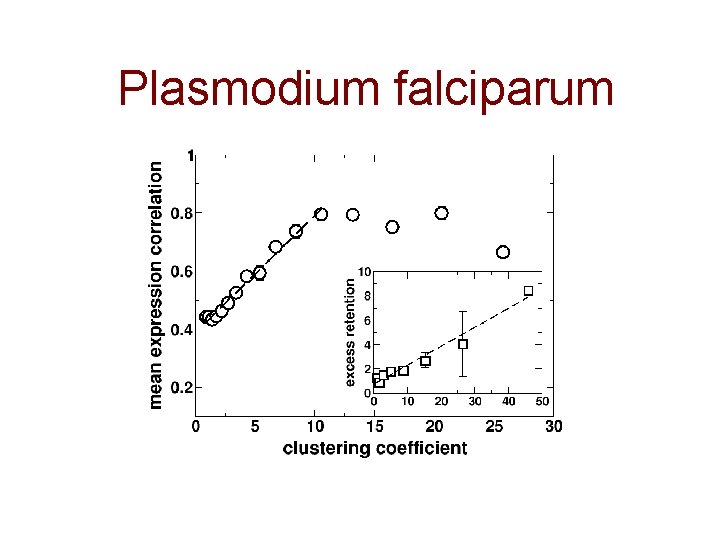 Plasmodium falciparum 