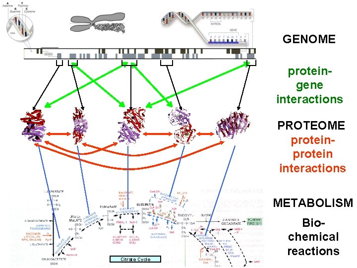 GENOME proteingene interactions PROTEOME protein interactions METABOLISM Citrate Cycle Biochemical reactions 