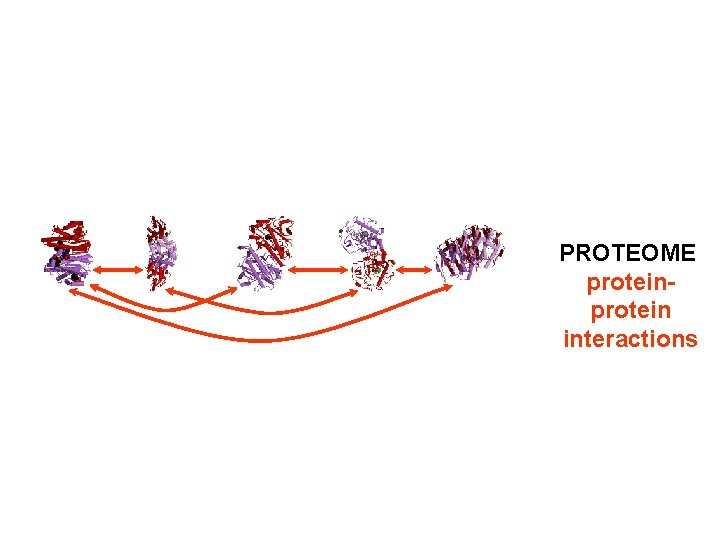 PROTEOME protein interactions 