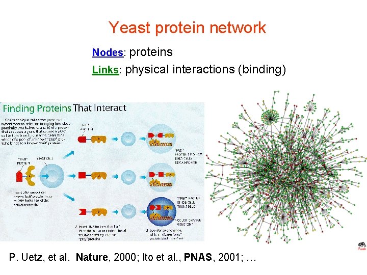 Yeast protein network Nodes: proteins Links: physical interactions (binding) P. Uetz, et al. Nature,