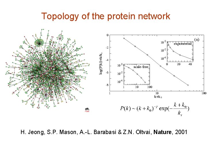 Topology of the protein network H. Jeong, S. P. Mason, A. -L. Barabasi &