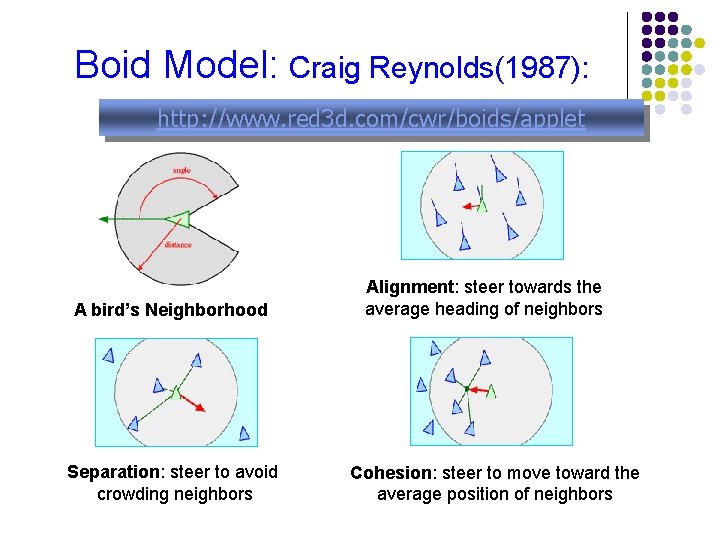 Boid Model: Craig Reynolds(1987): http: //www. red 3 d. com/cwr/boids/applet A bird’s Neighborhood Separation: