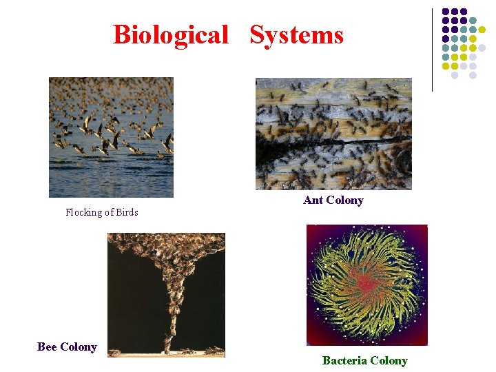 Biological Systems Flocking of Birds Bee Colony Ant Colony Bacteria Colony 