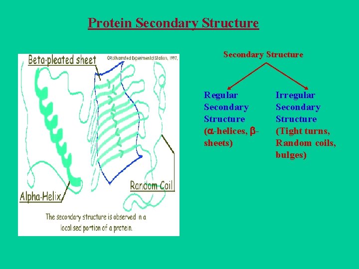 Protein Secondary Structure Regular Secondary Structure ( -helices, sheets) Irregular Secondary Structure (Tight turns,