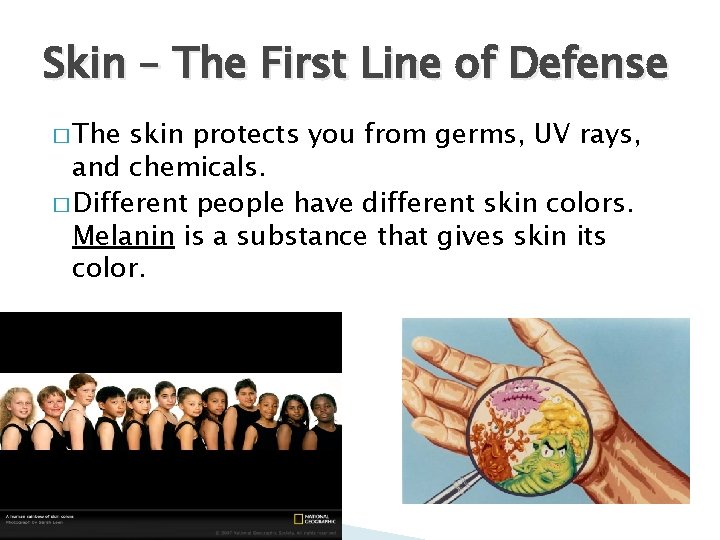 Skin – The First Line of Defense � The skin protects you from germs,