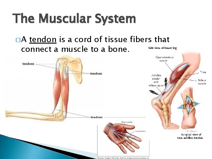 The Muscular System �A tendon is a cord of tissue fibers that connect a