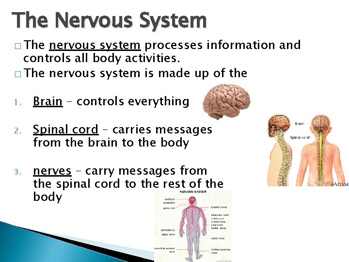 The Nervous System � The nervous system processes information and controls all body activities.