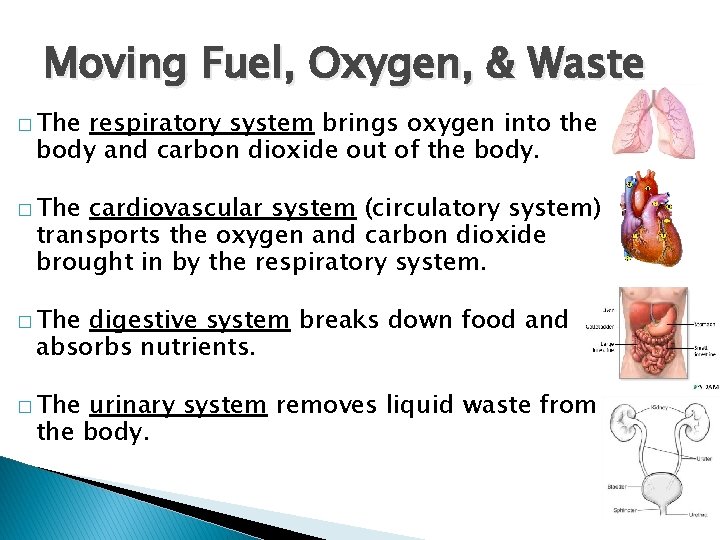 Moving Fuel, Oxygen, & Waste � The respiratory system brings oxygen into the body