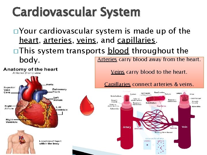 Cardiovascular System � Your cardiovascular system is made up of the heart, arteries, veins,