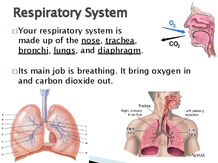 Respiratory System � Your respiratory system is made up of the nose, trachea, bronchi,