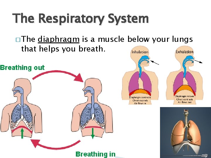 The Respiratory System � The diaphragm is a muscle below your lungs that helps