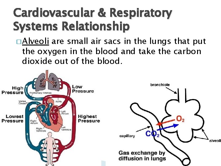 Cardiovascular & Respiratory Systems Relationship � Alveoli are small air sacs in the lungs