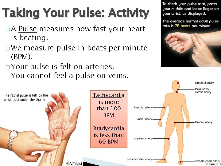 Taking Your Pulse: Activity �A Pulse measures how fast your heart is beating. �