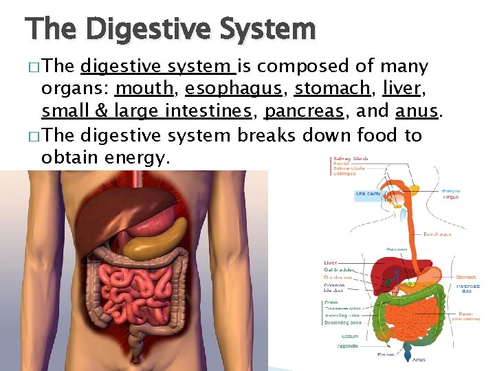 The Digestive System � The digestive system is composed of many organs: mouth, esophagus,