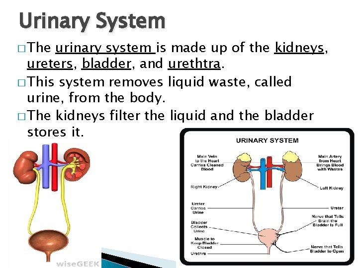 Urinary System � The urinary system is made up of the kidneys, ureters, bladder,